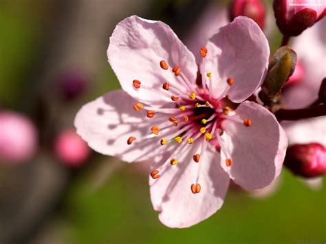 flores de cerezo-1